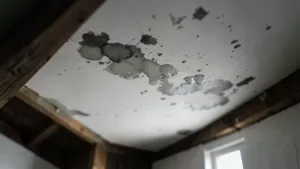 mokre plamy na płytach gipsowych